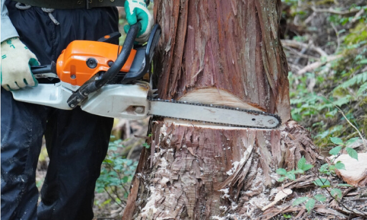 森林資源を未来につなぐ間伐の仕事と間伐材活用の取り組み