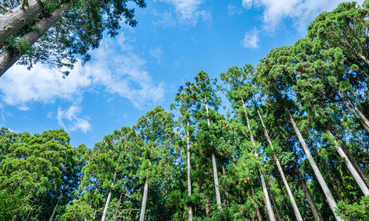 日本の地域別間伐事情とは？湘南・箱根の持続性ある取り組み