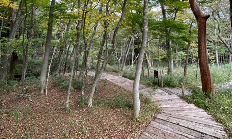 敷地内で伐採された木はどうなる？土地や施設の記憶をつなぐ新たな活躍のかたち