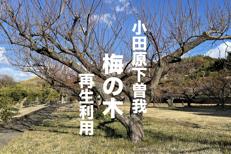 小田原下曽我梅林の梅の木を再生利用しています。