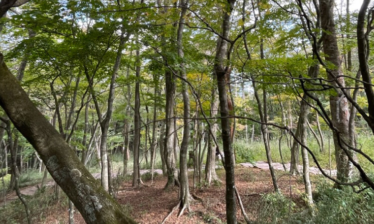箱根の山と湘南の海が支え合ってきた歴史