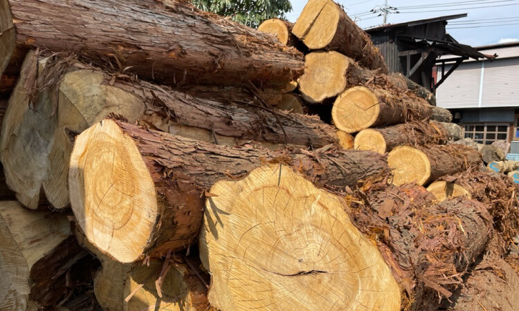 山と海と地域文化を循環させる間伐の取り組み