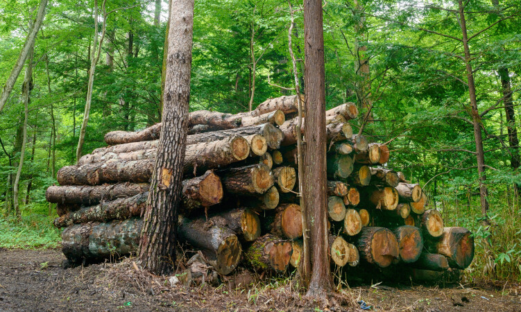 間伐作業が進まない現状